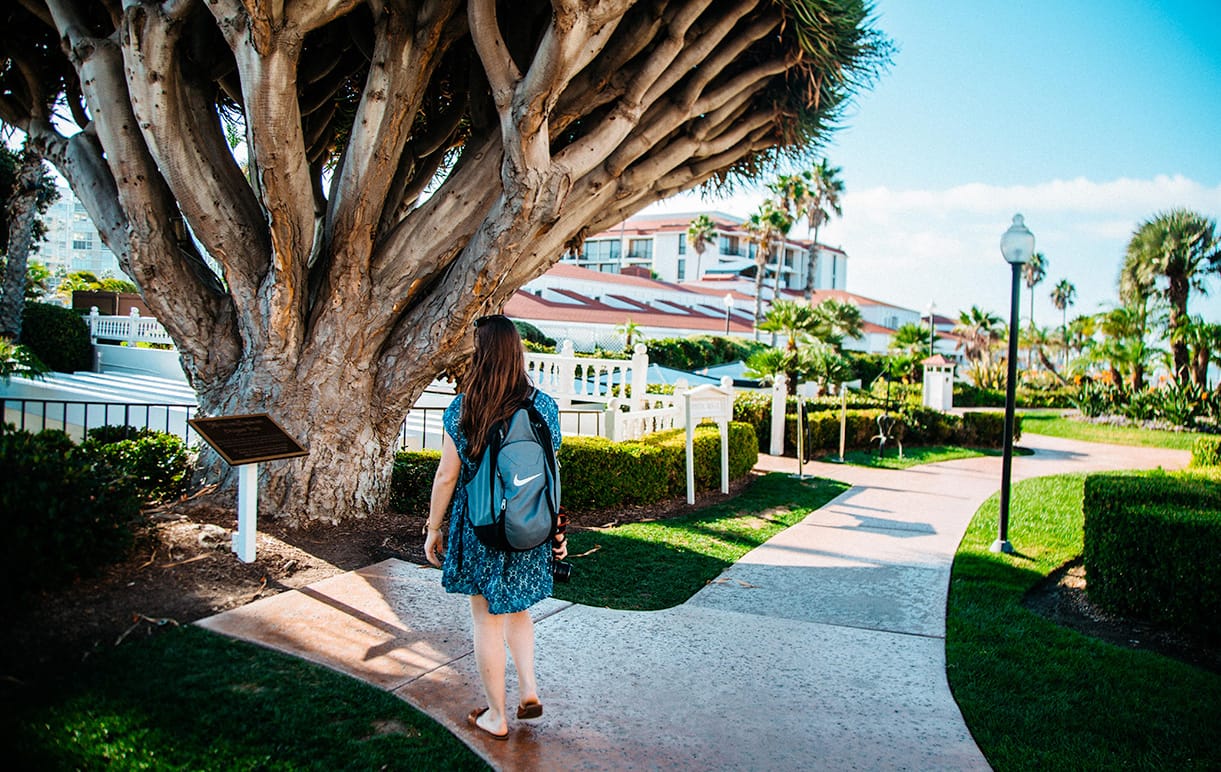 Exploring San Diego, looking at an interesting tree