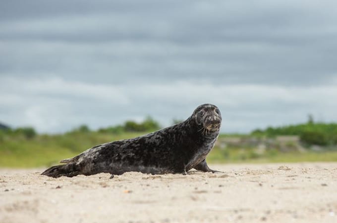 Albert (the seal) lying on the sand by the shore.