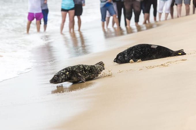 George and Edwin (the seals) both walking toward the shoreline