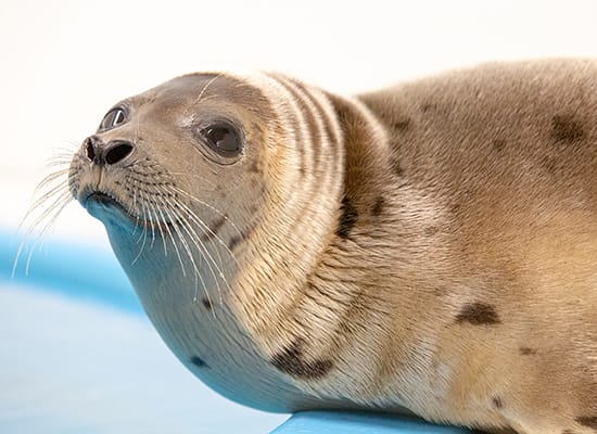 Marie (the seal) sitting on the edge of the pool at the National Aquarium's rehabilitation center