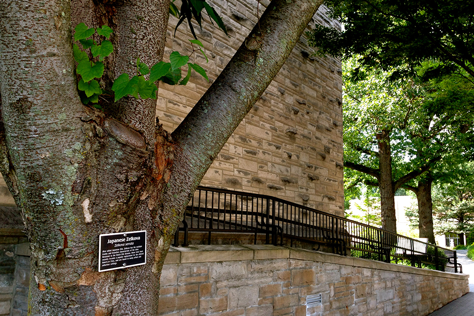 A Japanese Zelkova tree outside Jenkins Hall.