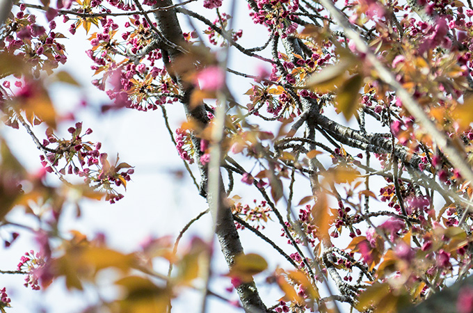 A tree begins to bloom in early spring.