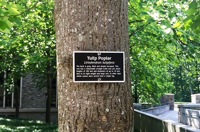 A tulip poplar tree on campus.