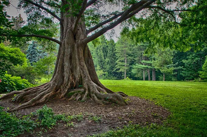 An old tree in a grassy opening in the woods