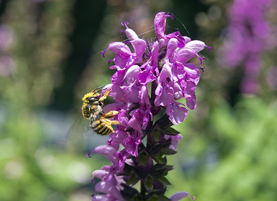 Closeup photo of a bee perched on a purple flower