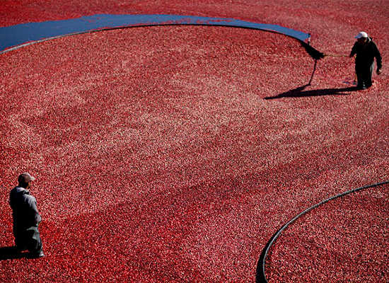 Two farmers are wet harvesting fresh cranberries.