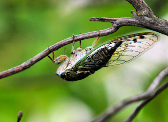 Cicada walking upside-down on a tiny branch.