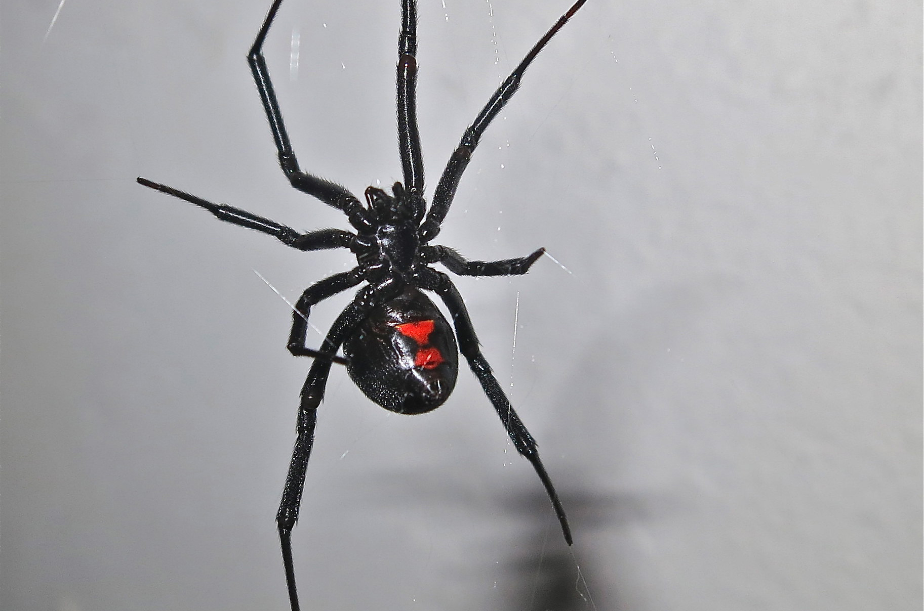 Black Widow Spider hangs on its web.