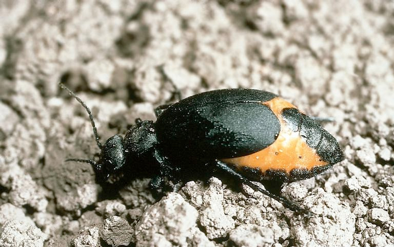 Blister Beatle treads on gravel.