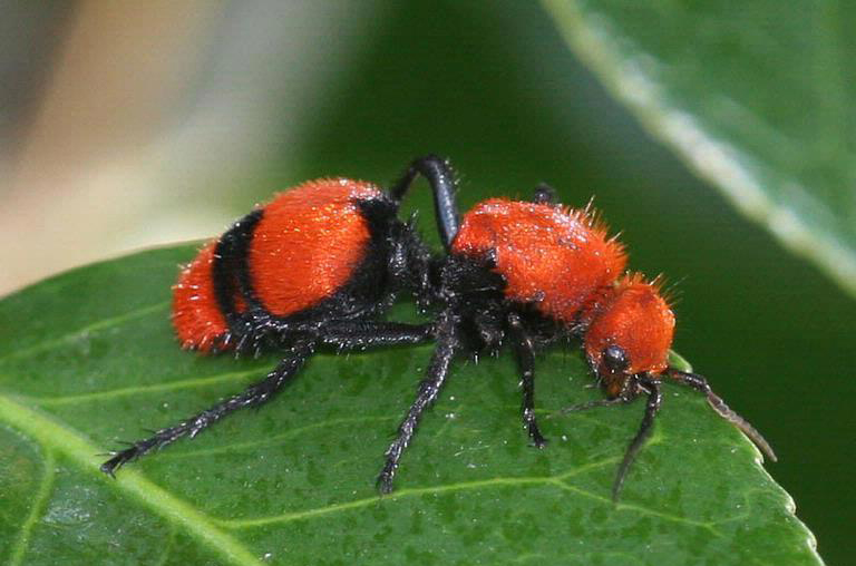 A Cow Killer, aka, Velvet Wasp, walks on a leaf.