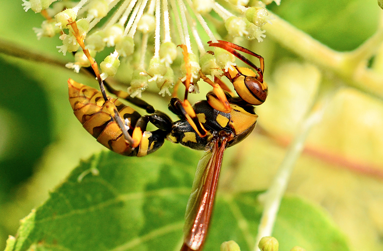 Japanese Oriental Wasp clings to a small, pale green flower and hangs upside down.