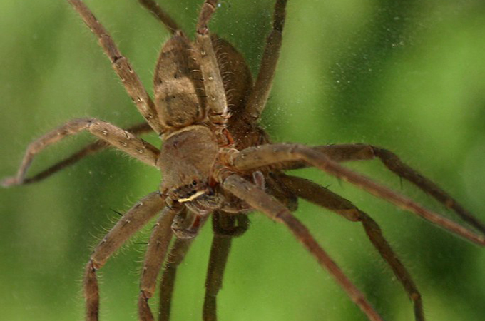 Brown Recluse Spider sprawled out over a clear surface.