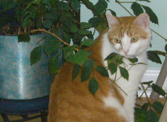 Cat sits by vase, nestled between the plant's foliage.