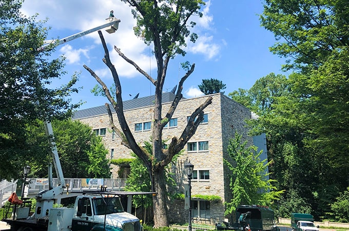 White tree being removed by landscapers