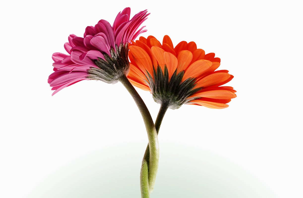 Two brightly colored flowers intertwined at their stems