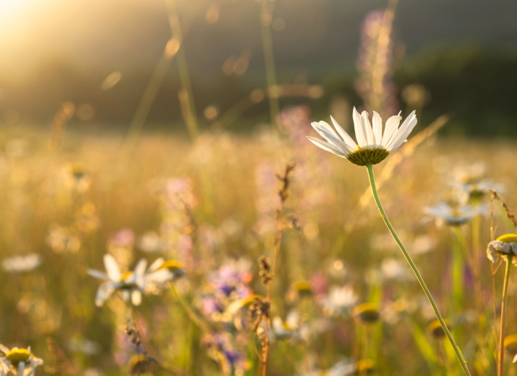 A field of flowers on a sunny day