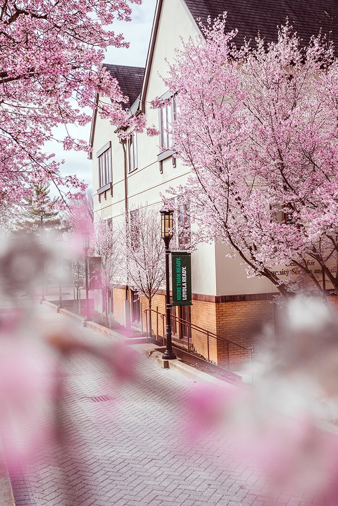 The side of the Humanities Building with bright pink trees in the foreground