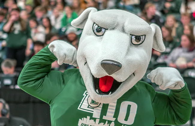 Iggy, the mascot, flexing muscles in front of a crowd