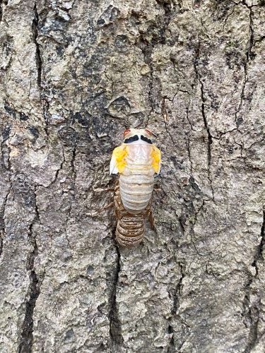 cicada on tree