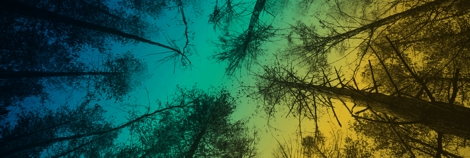 trees