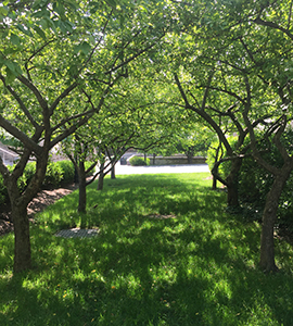 Loyola University Maryland arboretum