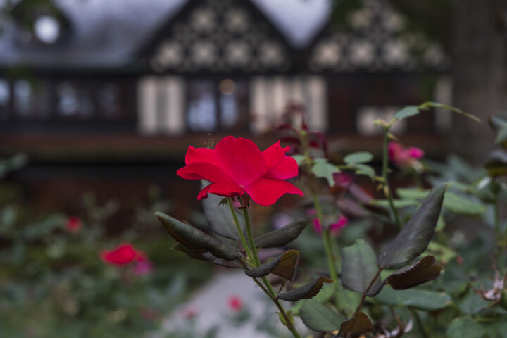 Humanities Building with rose