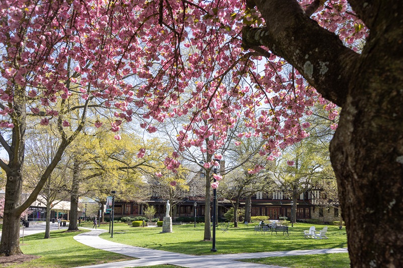 Pink flowers on a blossoming tree frame a view of the Academic Quadrangle at Loyola