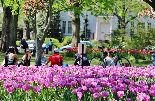 Students sitting in grass with tulips in the foreground