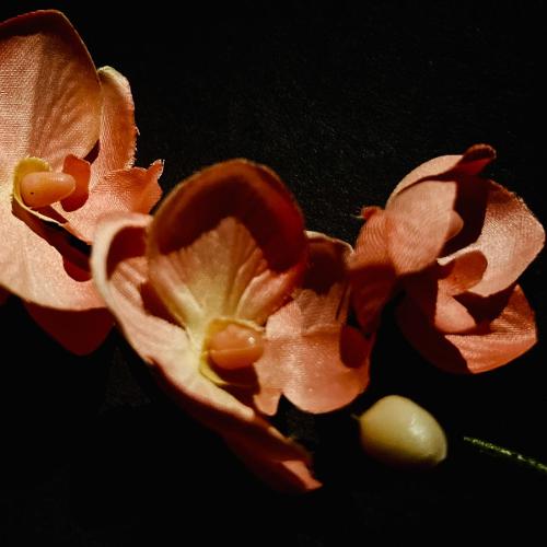 Michael Mulvey, '25
Blossom, Digital Photography
Introduction to Digital Photography (PT 270), Professor Bonnie Kern