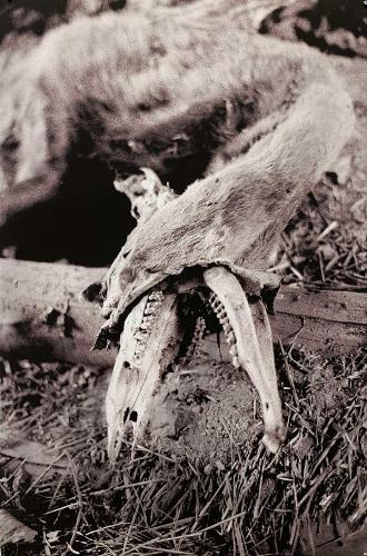 CJ Sommers, '24
Open Casket, Film Photography
Spirit Photography (PT 333), Professor Dan Schlapbach