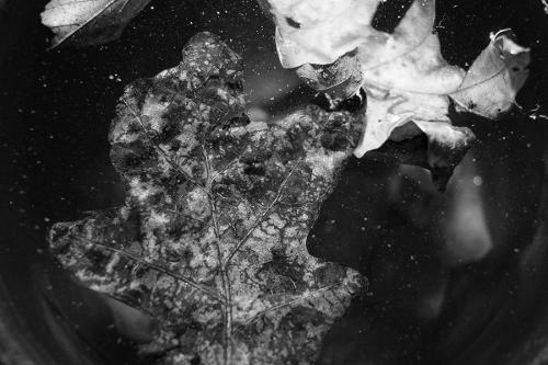 Lily Berrios, '28
Celestial Forrest, Digital Photography
Introduction to Digital Photography (PT 270), Professor Dan Schlapbach