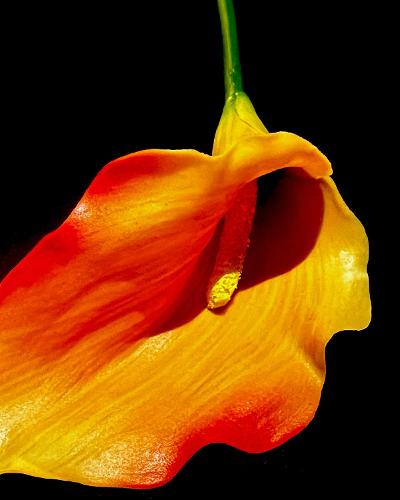 Analia Cortez, '25
Fire Lily, Digital Photography
Introduction to Digital Photography (PT 270), Professor Bonnie Kern