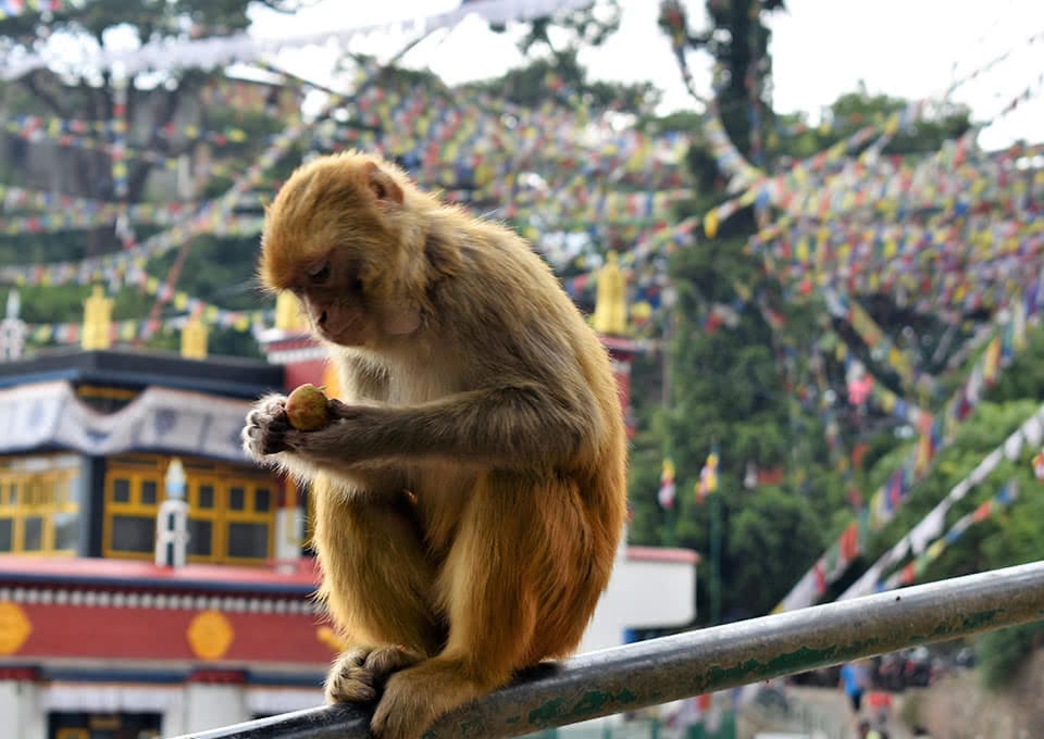 A monkey sits on a horizontal pole eating fruit