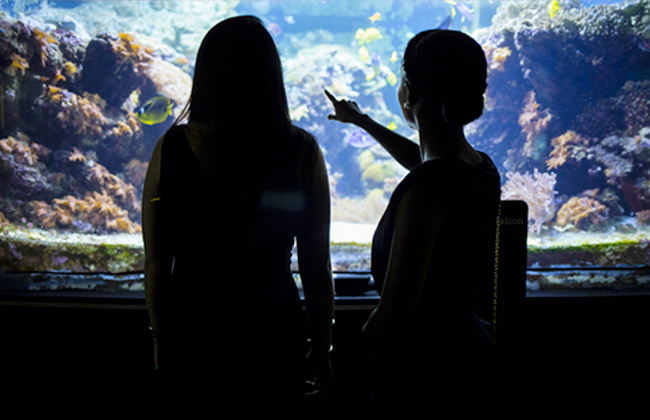 Silhouettes of students pointing at fish at the National Aquarium